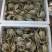 螃蟹食用雌蟹
