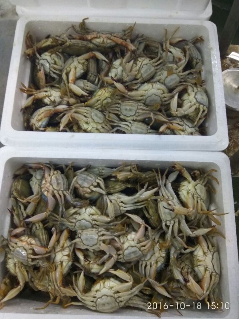 螃蟹食用雌蟹