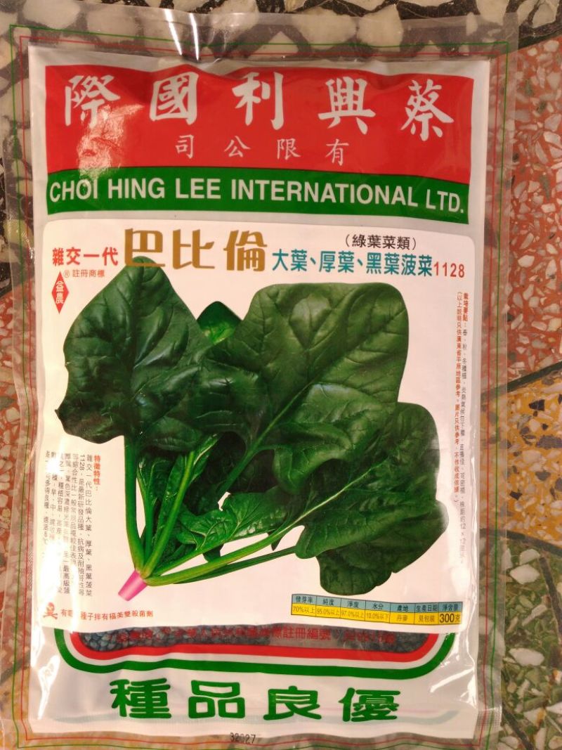 黑叶菠菜20~25厘米