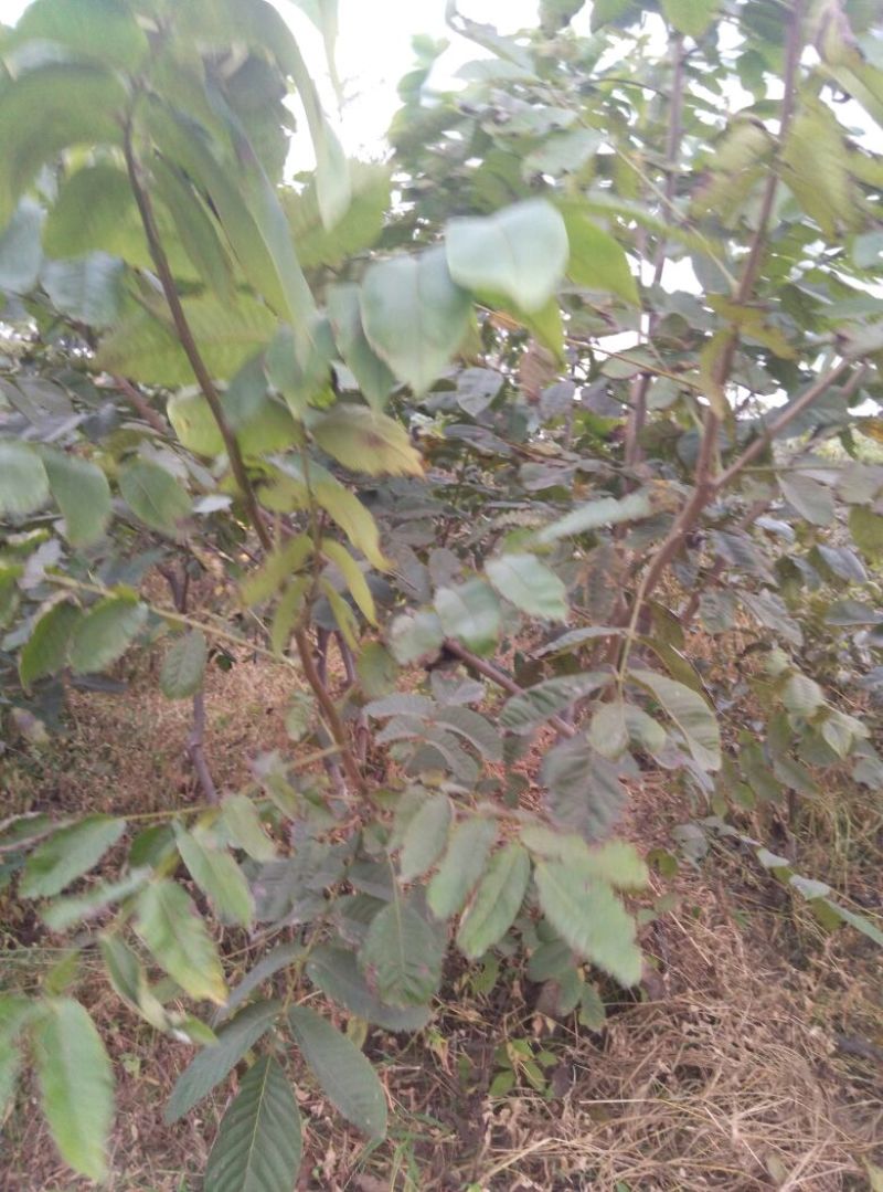 核桃苗100~150cm二年苗