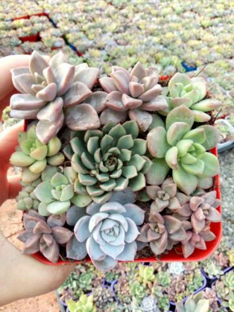 多肉植物含盆