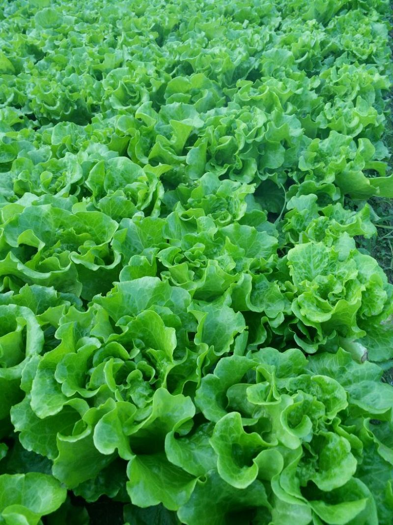 生菜4两~5两