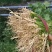 大叶香菜铁杆香菜25~30厘米