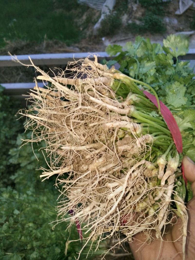 大叶香菜铁杆香菜25~30厘米
