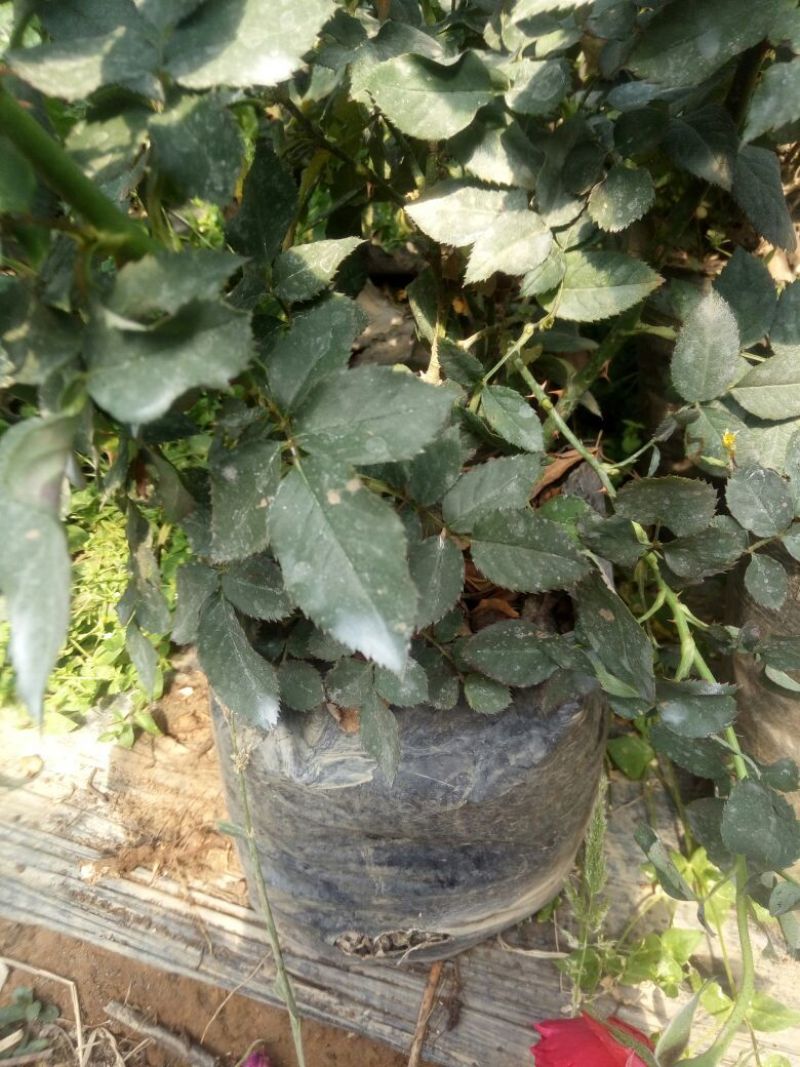 玫瑰盆景，果汁阳台，月季盆栽，花卉绿植，