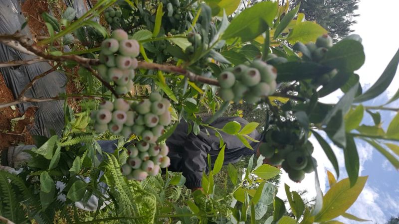 蓝莓鲜果6~8mm以上