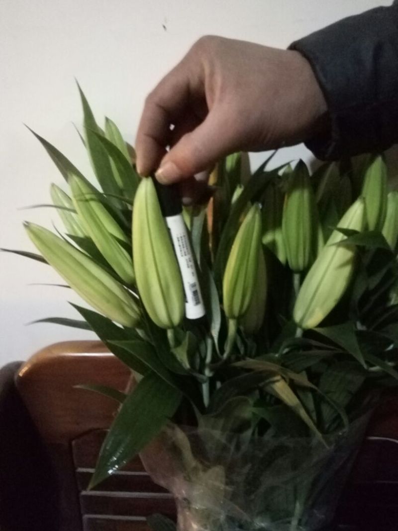 荷兰百合4以上