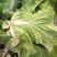 菊锦春白菜4~6斤黄心大白菜，包心实，无烧心，大量现货