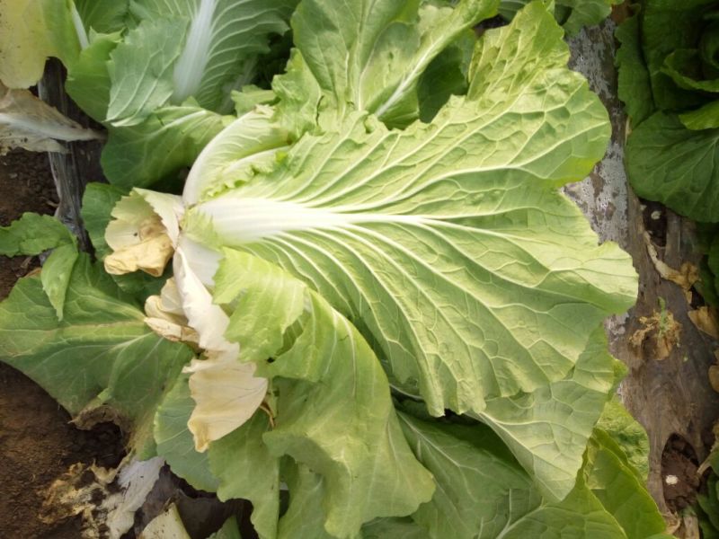 菊锦春白菜4~6斤黄心大白菜，包心实，无烧心，大量现货