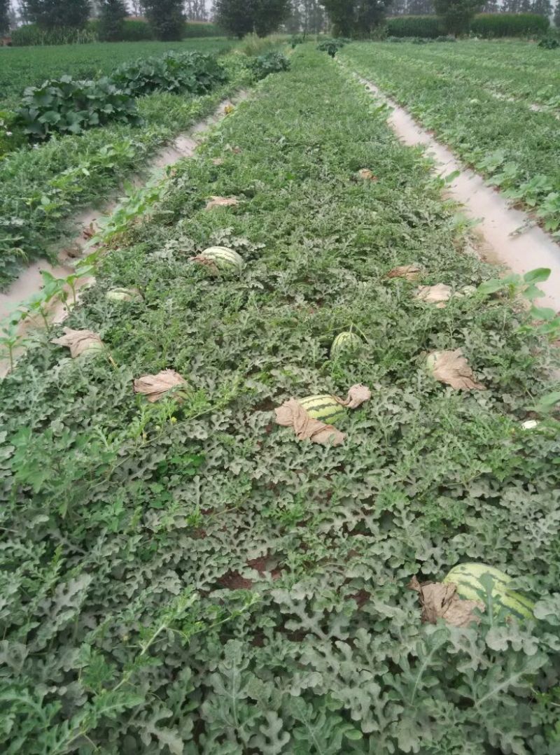 西瓜10斤打底8成熟1茬