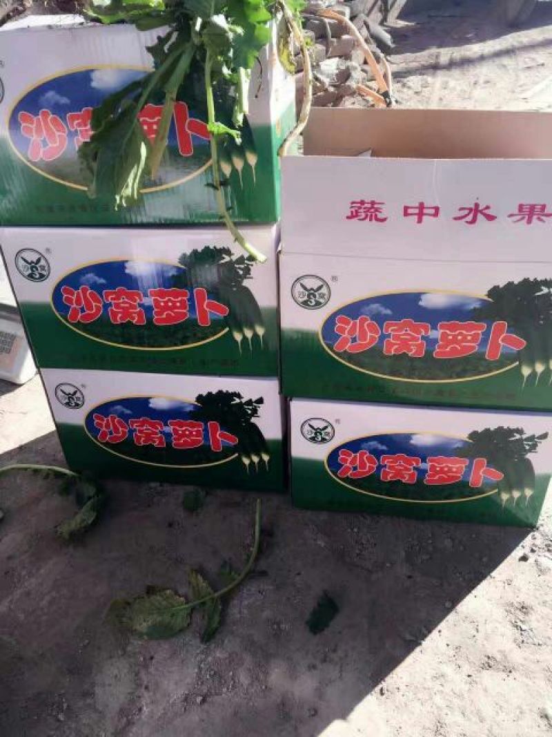 青萝卜2~2.5斤起