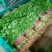 香菜河北香菜大量接单产地直发量大从优欢迎来电