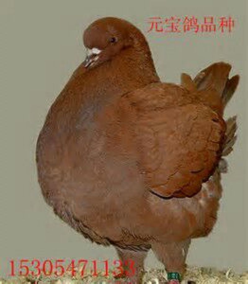 黑鸽母