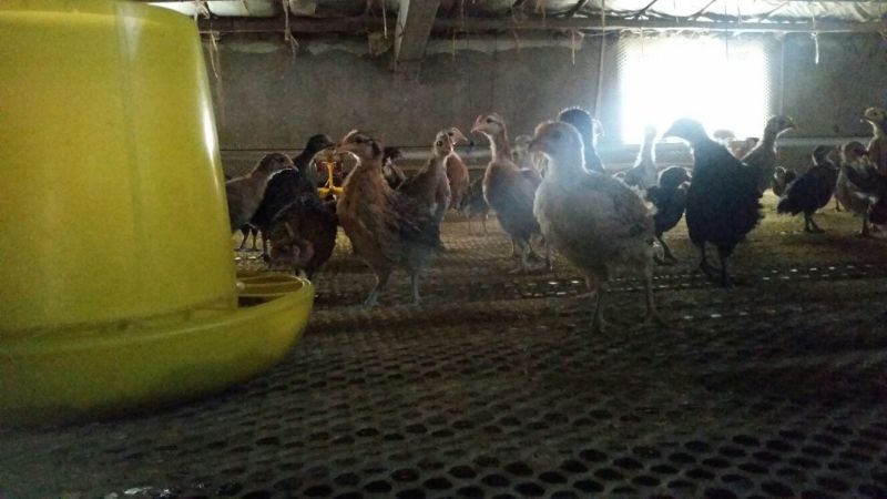 柴鸡苗1斤以下