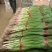 山东优质红根蒜苗45~50cm大量供应全国发货欢迎咨询