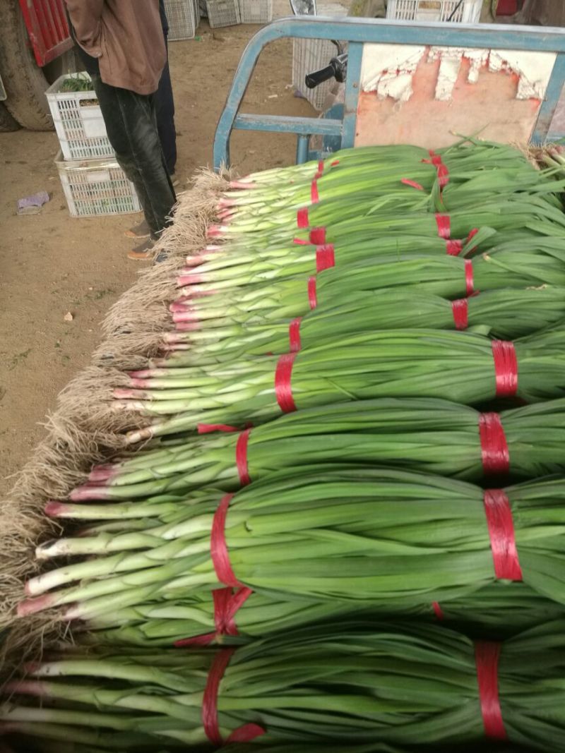 山东优质红根蒜苗45~50cm大量供应全国发货欢迎咨询