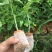 紫香1号百香果苗