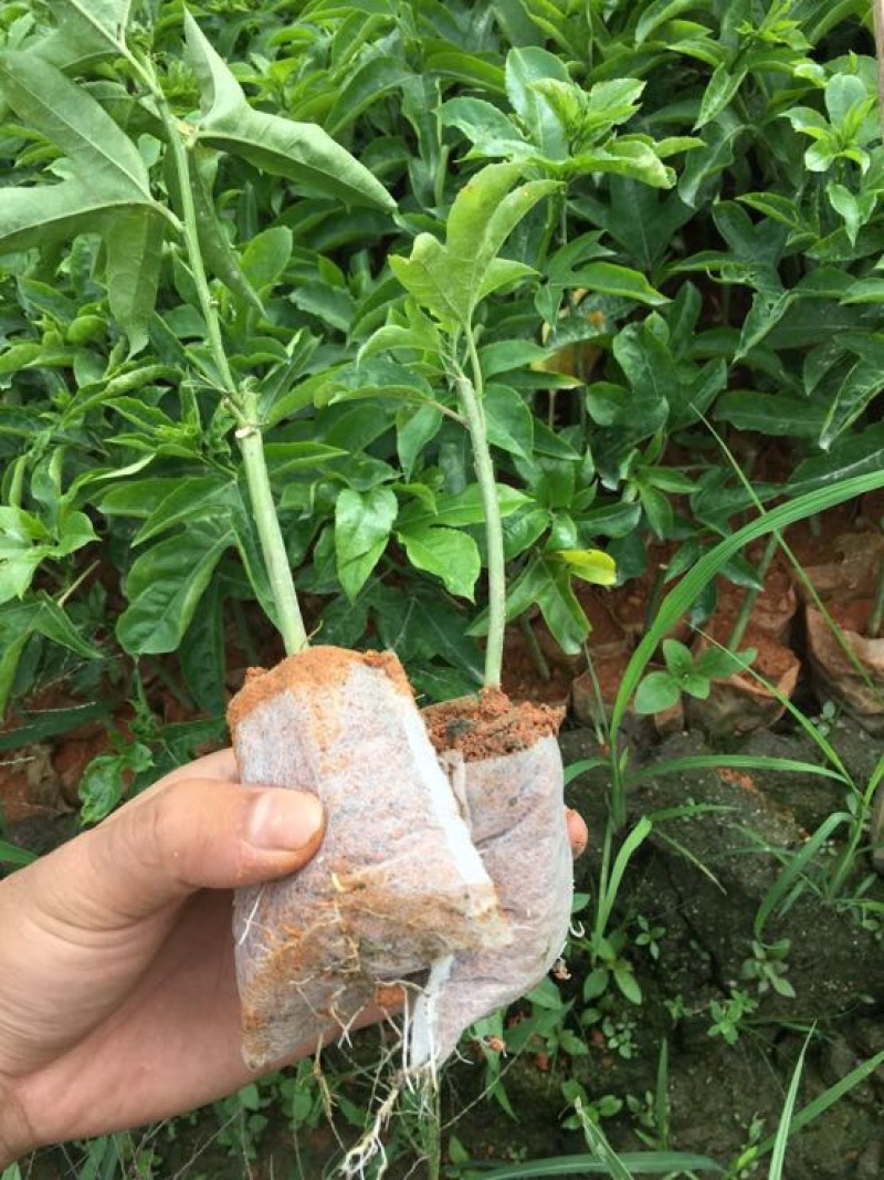 紫香1号百香果苗