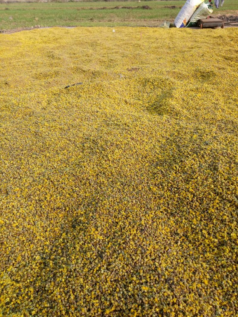 野菊花