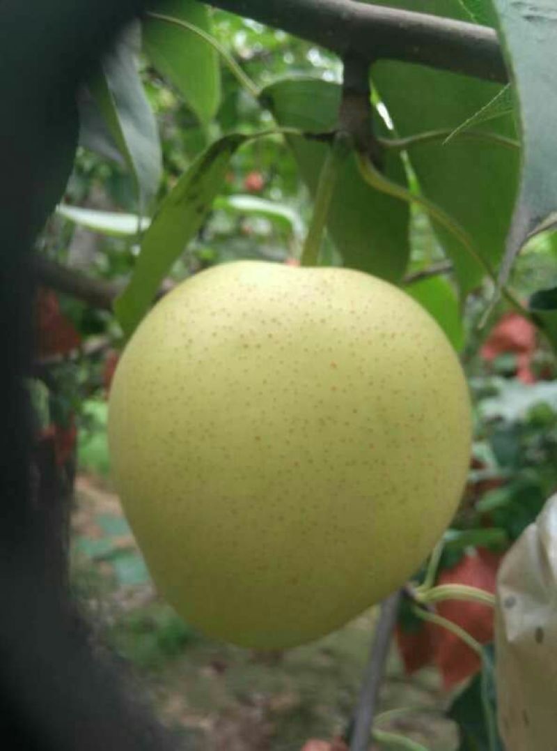 皇冠梨250~350g纸袋