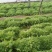 苦菊