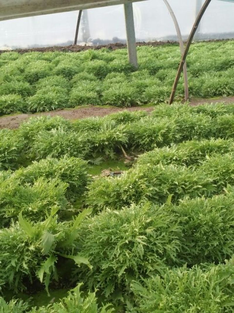 苦菊