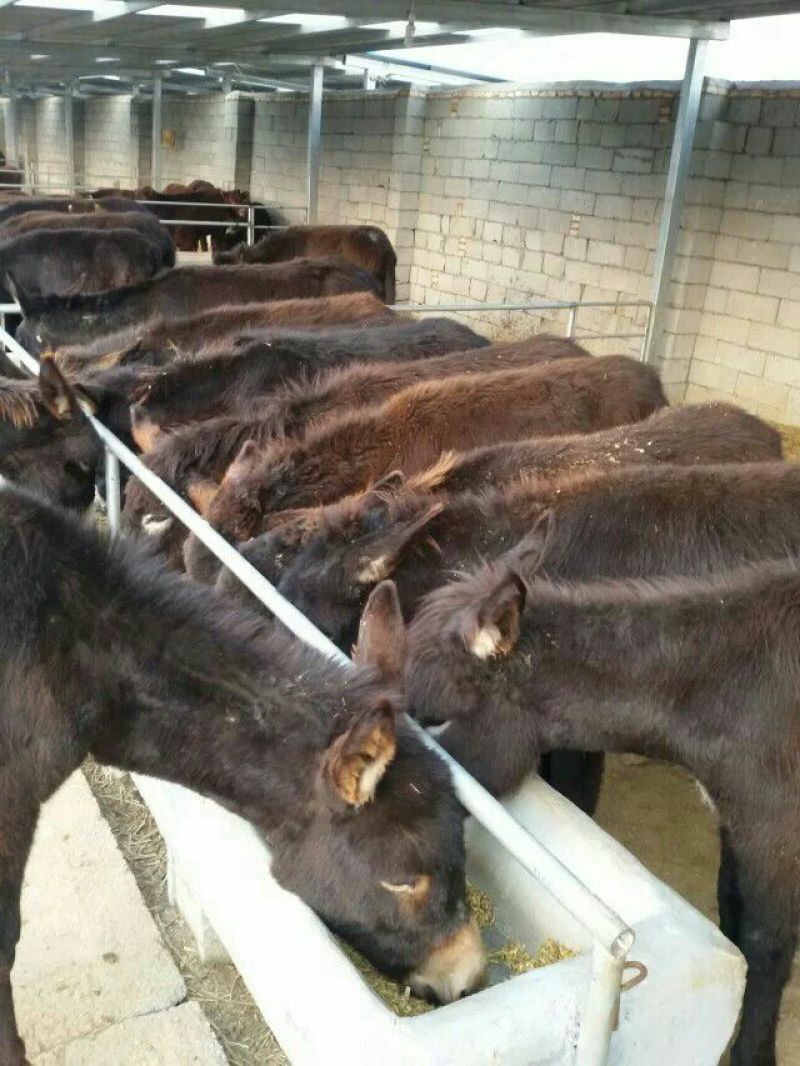 德州驴