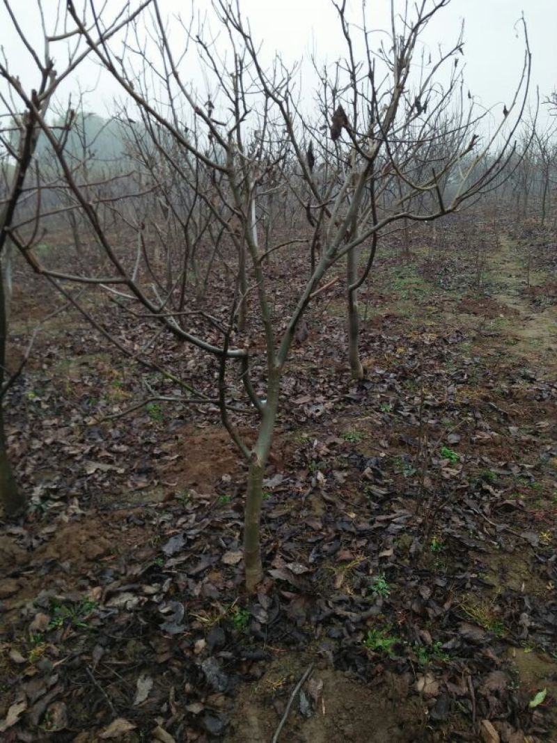 辽核1号核桃苗二年苗50~100cm