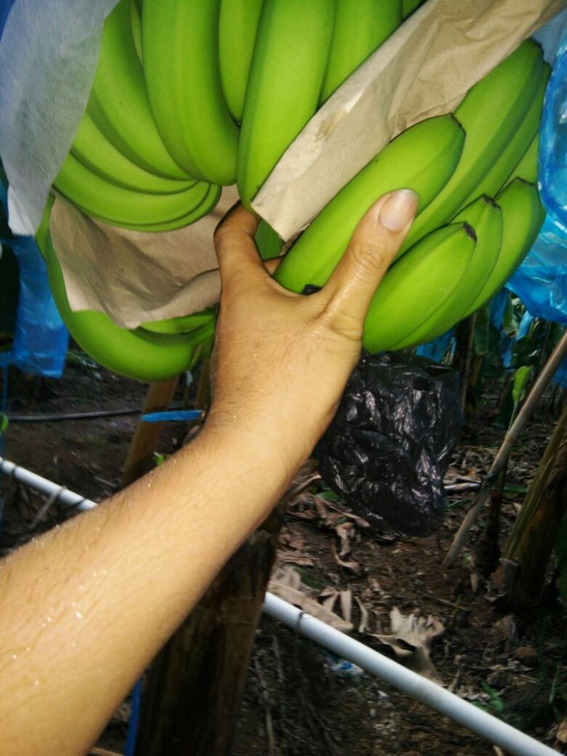 巴西香蕉七成熟