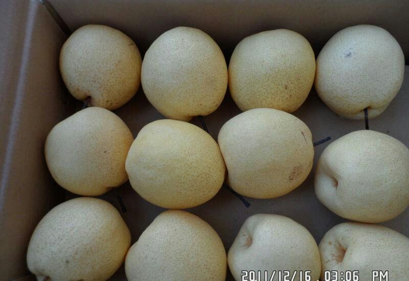 酥梨200~250g纸袋