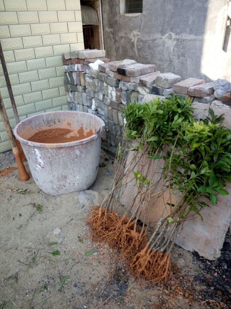 杨梅树苗1~250cm以下