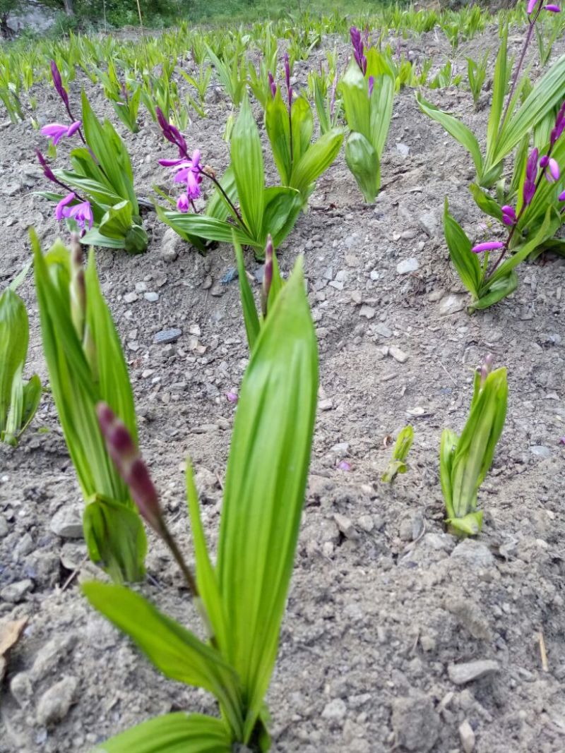 三叉白芨统货