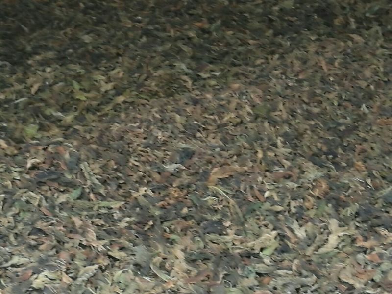 桑树苗140cm