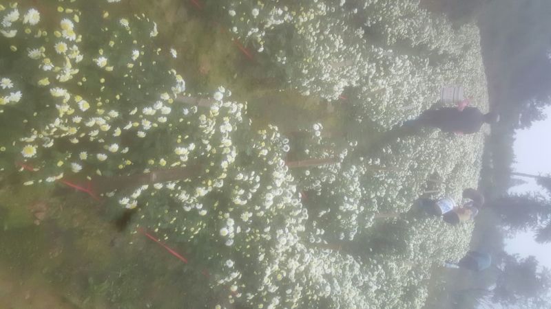 菊花茶