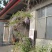紫藤1~2cm1~1.5米