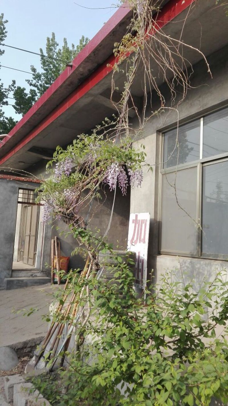 紫藤1~2cm1~1.5米