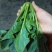 大叶菠菜
