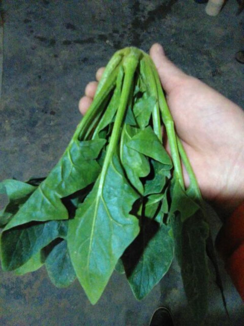 大叶菠菜