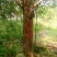 红豆杉树桩25~30cm