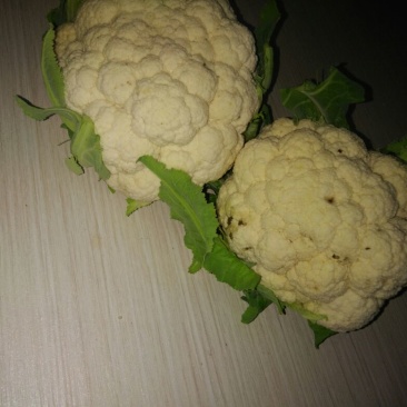 白花菜散装