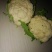 白花菜散装