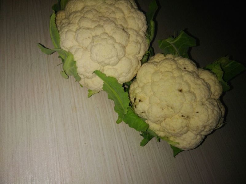 白花菜散装