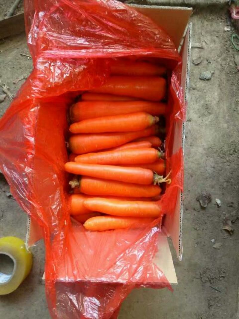 杂交品种适合东南亚出口满洲里出口二万千起批自己的加工厂