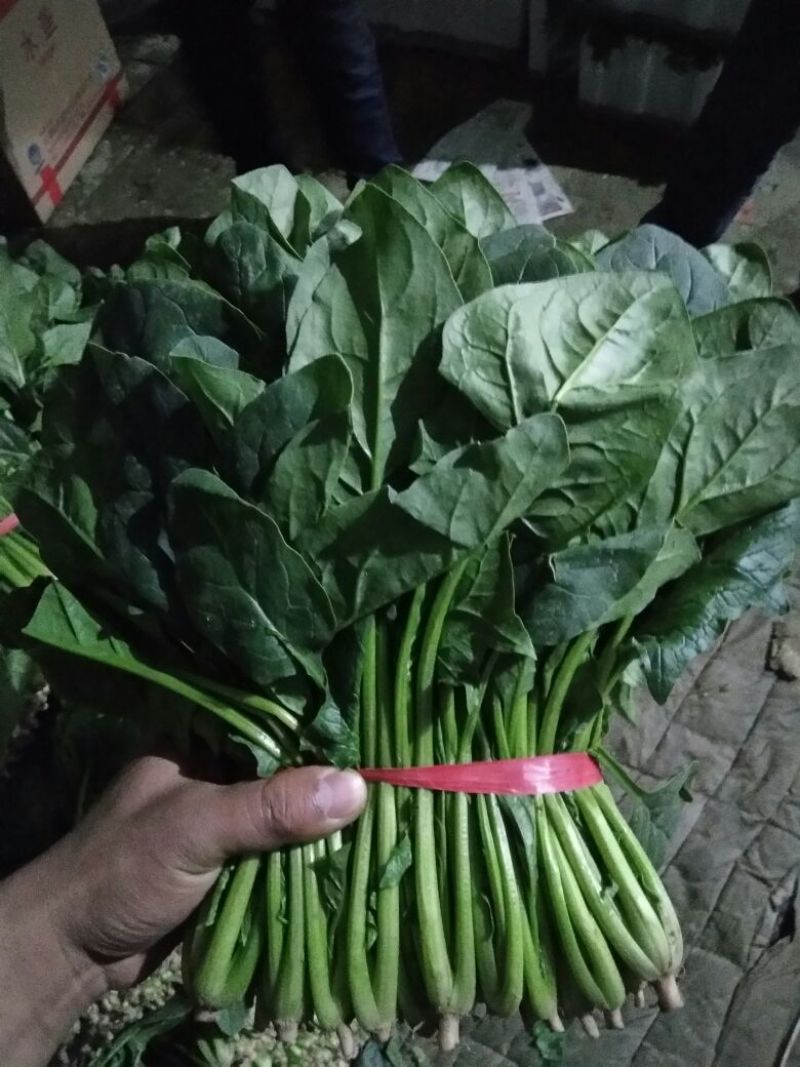 越冬菠菜25~30厘米