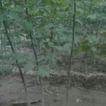 核桃苗三年苗50~100cm