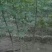 核桃苗三年苗50~100cm