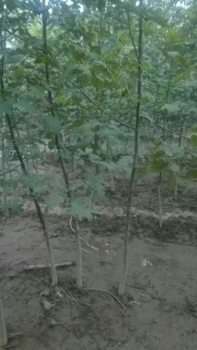 核桃苗三年苗50~100cm
