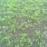 星火65菠菜10~15厘米