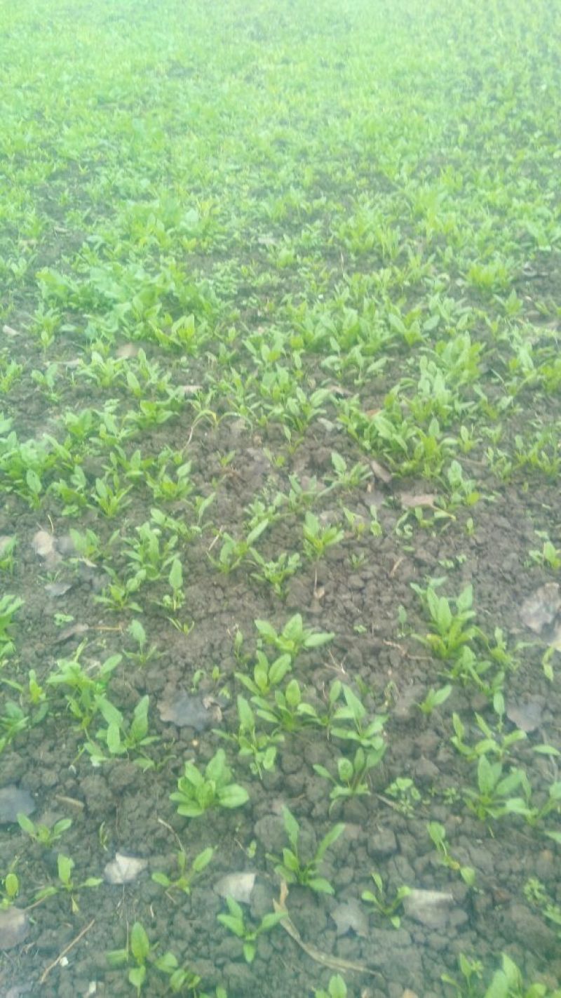 星火65菠菜10~15厘米