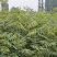 红油香椿苗80cm以上大棚